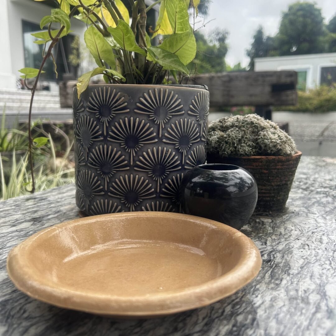 Biodegradable plate x10